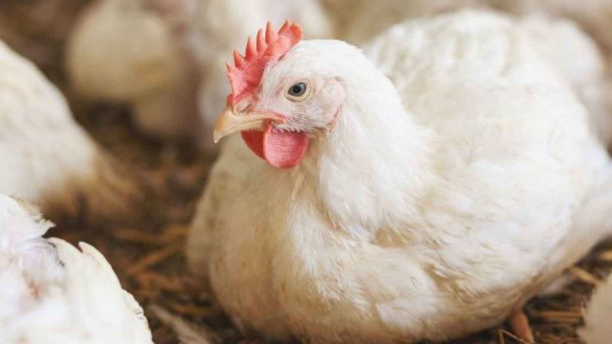 حماية المستهلك: مئات الشكاوى بشأن عدم توفر الدجاج