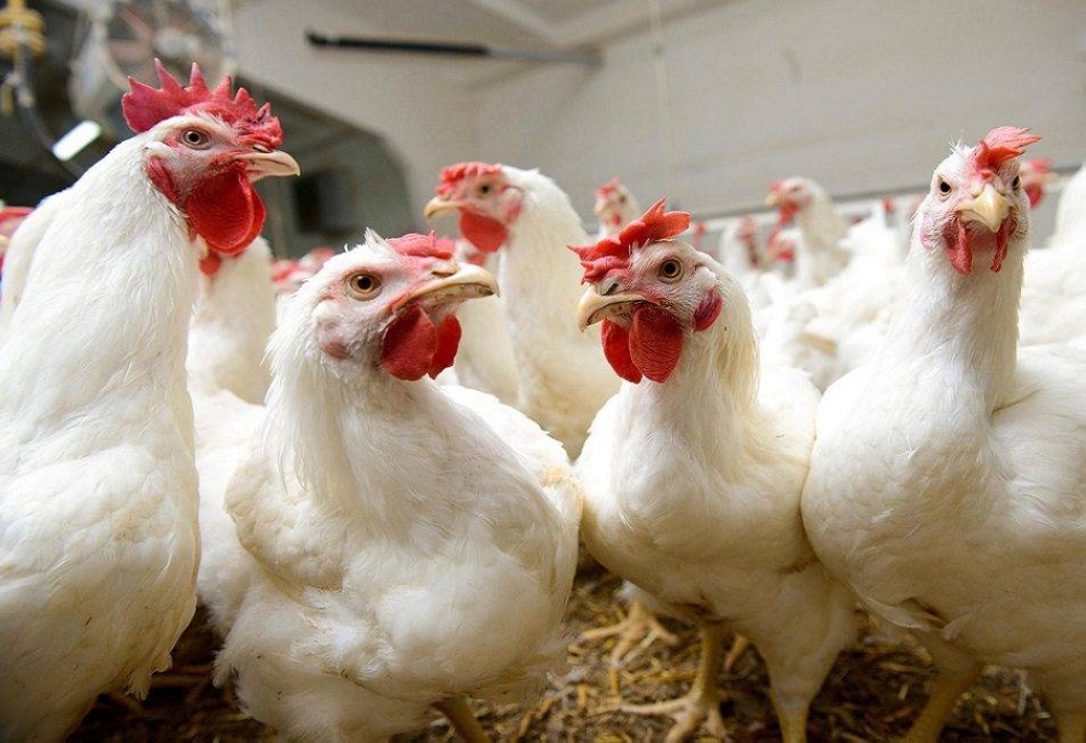 الصناعة: 166 مخالفة للسقوف السعرية للدجاج