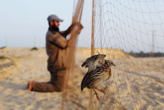 فتح موسم صيد الطيور في الأردن