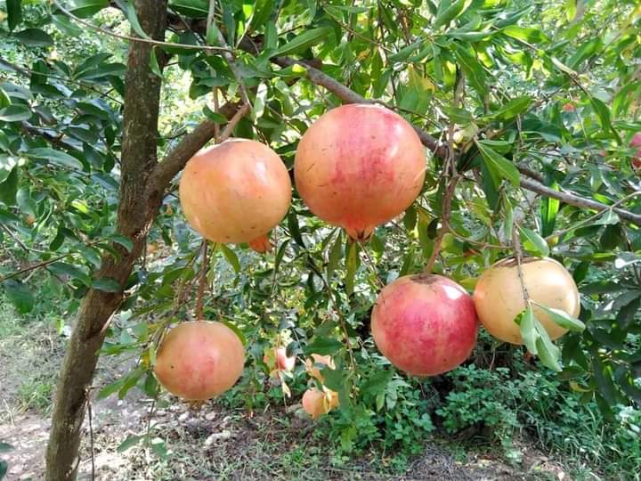 بدء موسم قطف الرمان في اربد