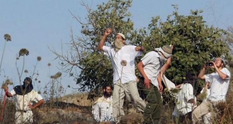 مستوطنون يهاجمون أراض بالأغوار ويسرقون صهريجا