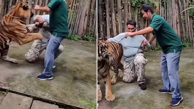 نمر يهاجم سائحًا أثناء محاولة التقاط “سيلفي” في تايلاند… والنتيجة صادمة