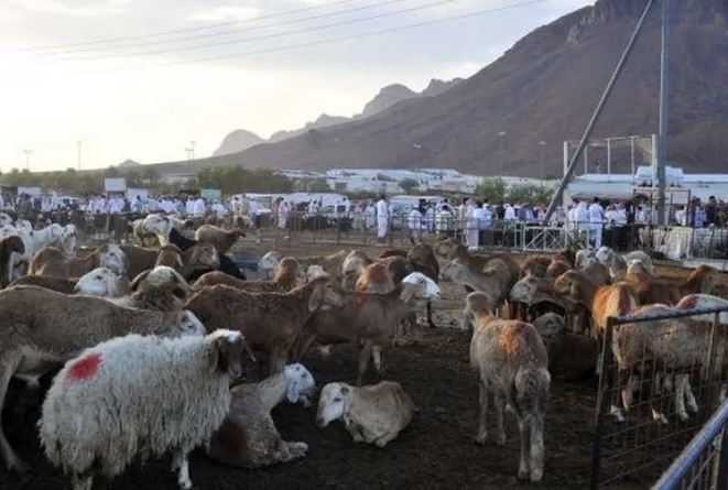 180 طبيباً بيطرياً أردنياً يشاركون في الإشراف على ذبح الهدي خلال موسم الحج