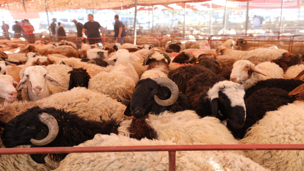  مربي المواشي: ارتفاع الطلب على الأضاحي البلدية نتيجة تساوي أسعارها مع الرومانية