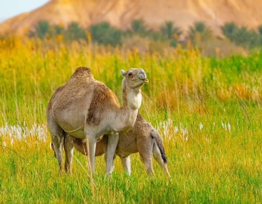 اليوم العالمي للإبل: بعد قراءة هذا الموضوع لن تتخلي عن حليب الإبل ولحمه