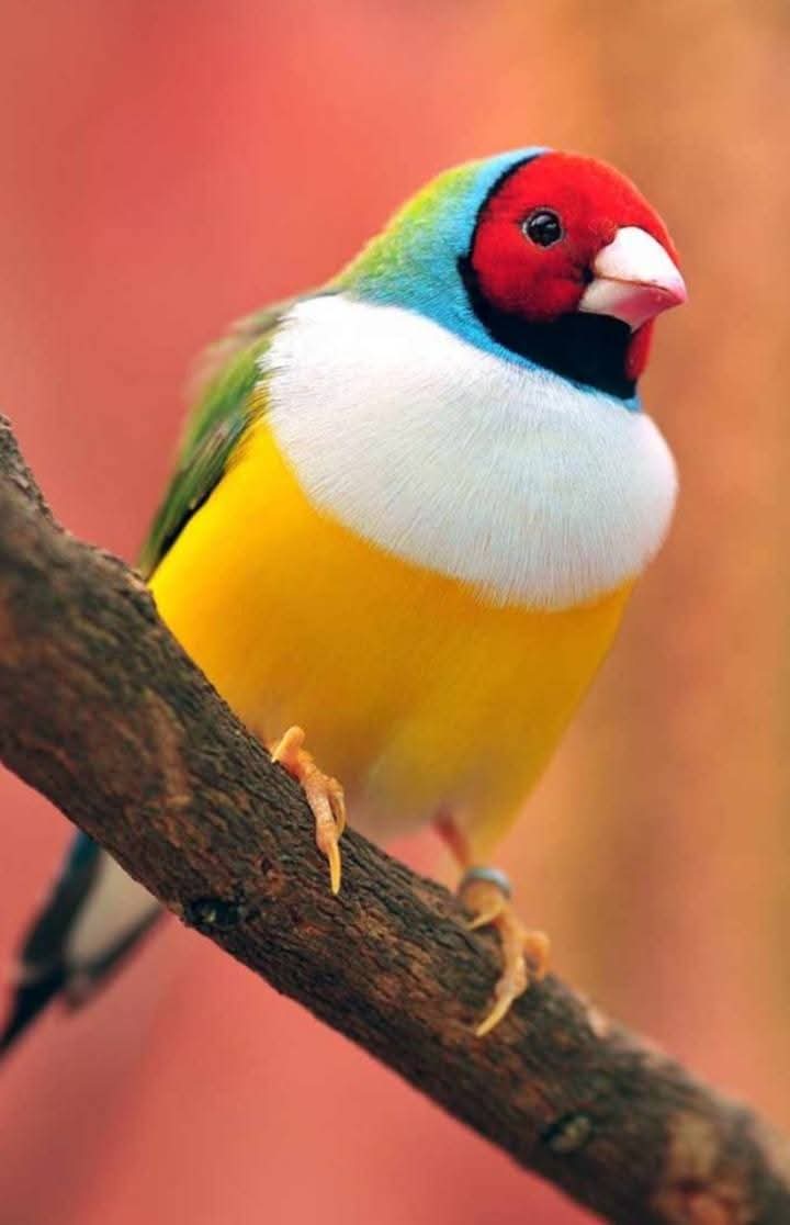 عصفور الغولديان