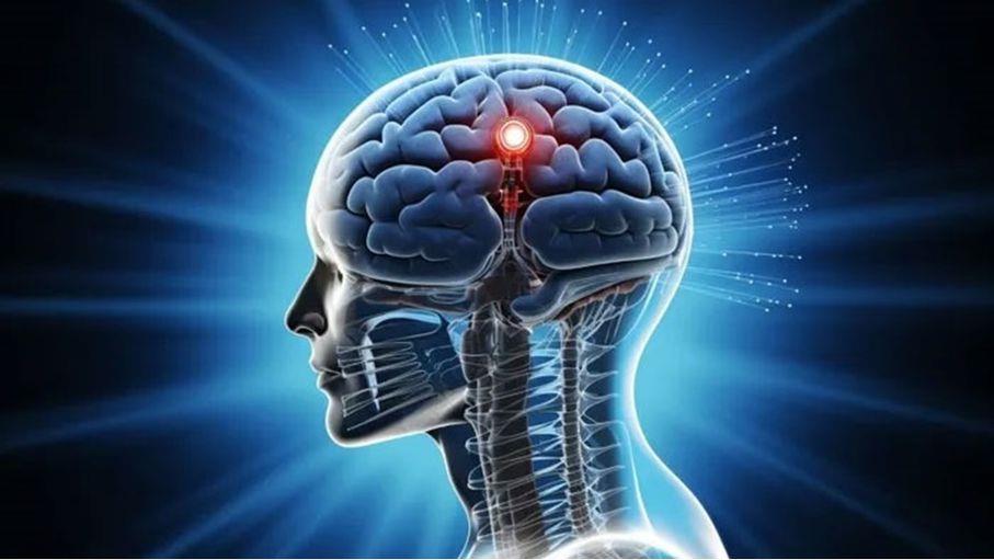 كبسولات بيولوجية جديدة للحد من التهاب الدماغ دون رفض مناعي