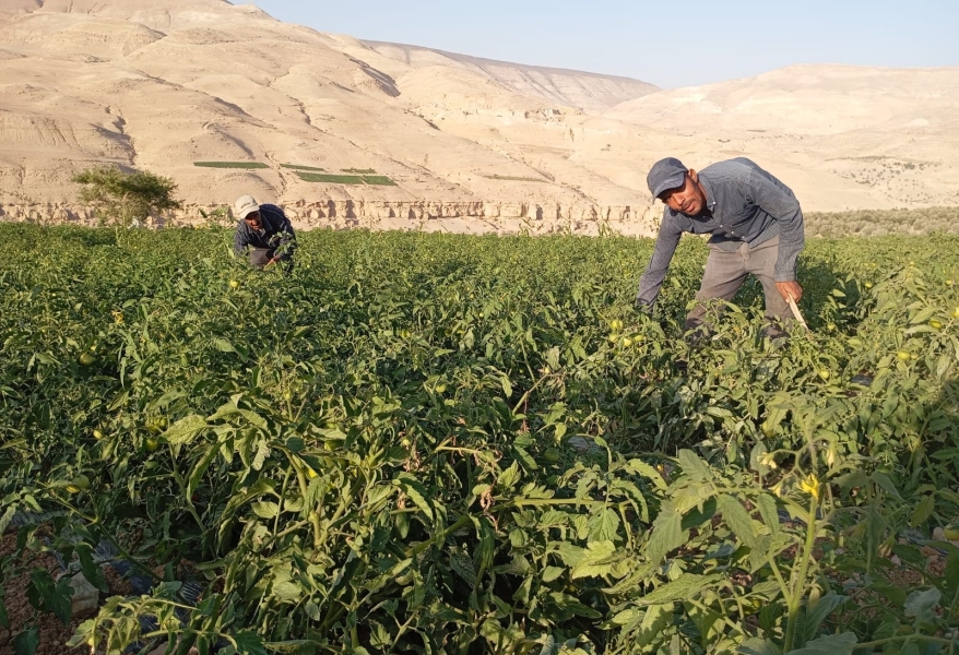الكرك: مزارعون يدعون لوضع خطط لدعم القطاع الزراعي