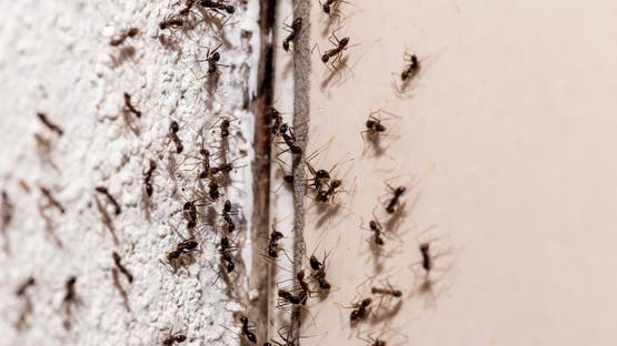 مفاجأة لا تخطر على بال.. النمل سبق البشر للتباعد