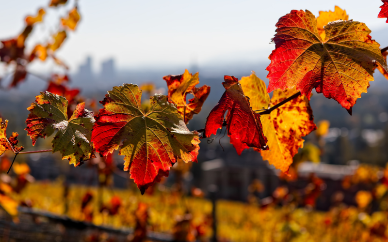 طقس المملكة: أجواء خريفية معتدلة ونشاط للرياح في البادية