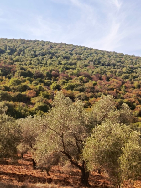 هل تستعيد غابات السنديان والقطلب في الاردن عافيتها بعد الامطار الاخيرة ..صور