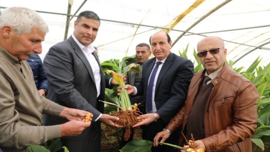 البحوث الزراعية ينظم يوما حقليا لحصاد الكركم