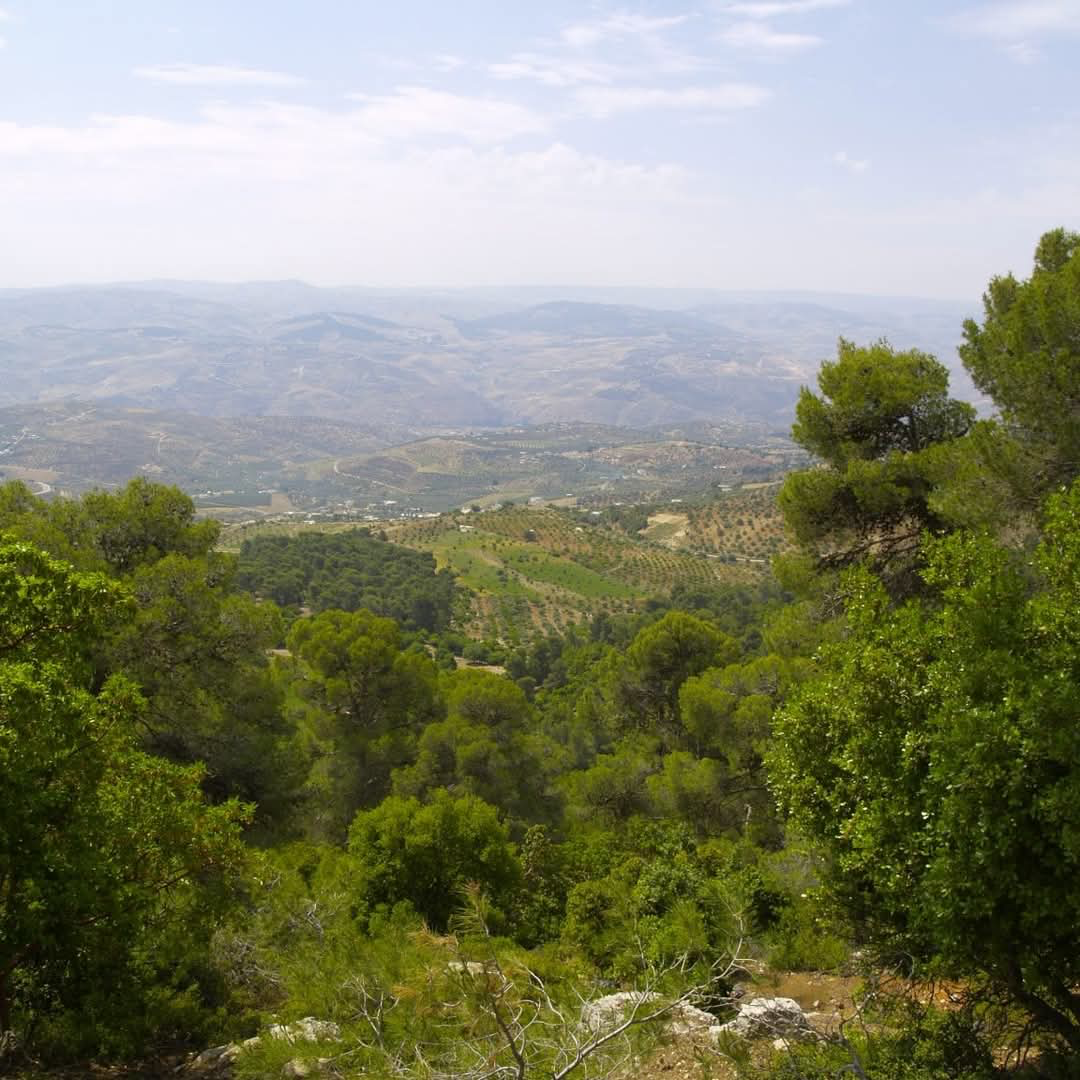 محمية غابات دبين… إرث طبيعي وسياحي يحتاج إلى حماية جماعية