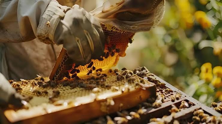 قطاع تربية النحل في الأردن… فرص واعدة وتحديات بيئية واقتصادية