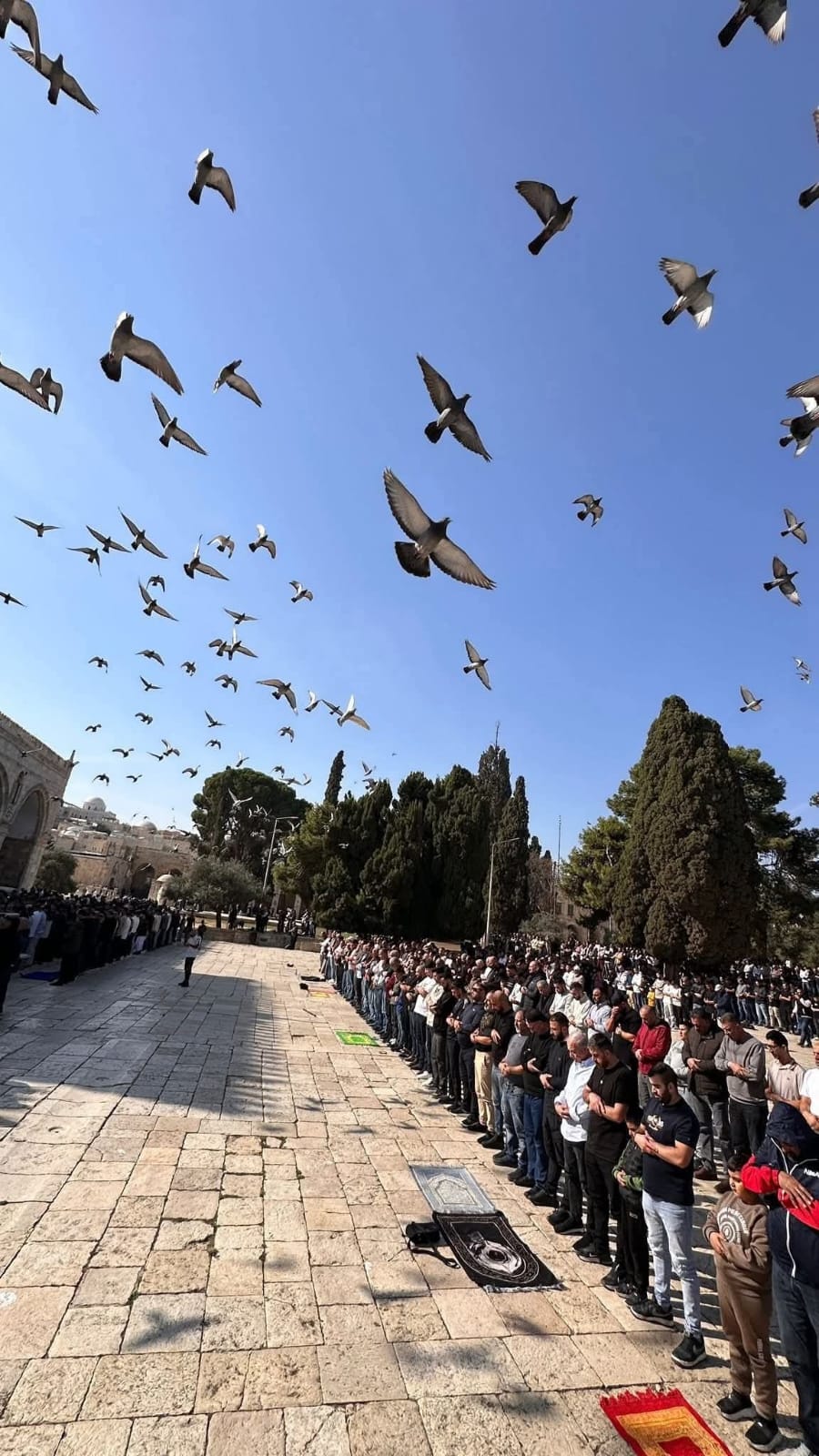 65 ألف مصلٍّ في الأقصى رغم الحصار.. وتحليق أسراب الحمام يخطف الأنظار