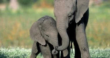 الأفيال أكثر الحيوانات رومانسية وحناناً وتملك عاطفة تشبه البشر