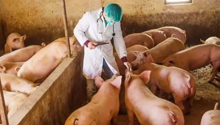 استنفار صحي في إسبانيا بعد رصد إصابات بحمى الخنازير قرب برشلونة