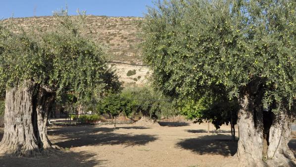 شجرة المهراس… أصل الزيتون الأردني ونافذة على التاريخ