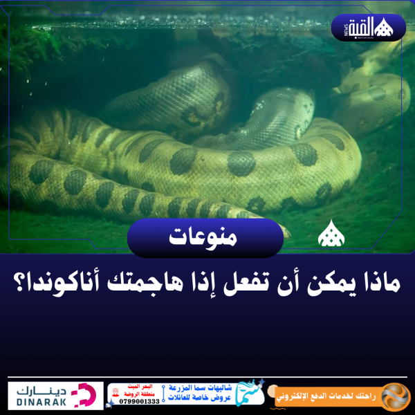 ماذا يمكن أن تفعل إذا هاجمتك أناكوندا؟