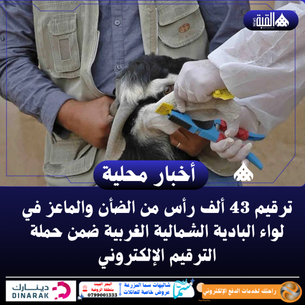 ترقيم 43 ألف رأس من الضأن والماعز في لواء البادية الشمالية الغربية ضمن حملة الترقيم الإلكتروني