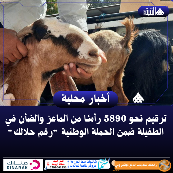 ترقيم نحو 5890 رأسًا من الماعز والضأن في الطفيلة ضمن الحملة الوطنية رقم حلالك