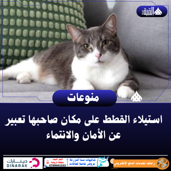 استيلاء القطط على مكان صاحبها تعبير عن الأمان والانتماء