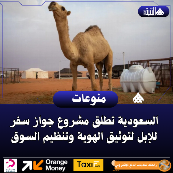 السعودية تطلق مشروع جواز سفر للإبل لتوثيق الهوية وتنظيم السوق