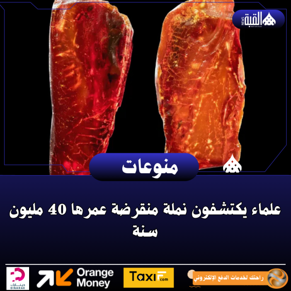 علماء يكتشفون نملة منقرضة عمرها 40 مليون سنة