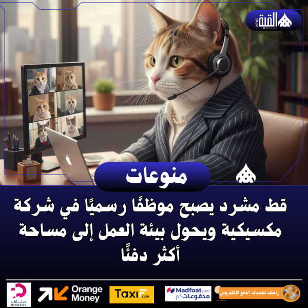 قط مشرد يصبح موظفًا رسميًا في شركة مكسيكية ويحول بيئة العمل إلى مساحة أكثر دفئًا