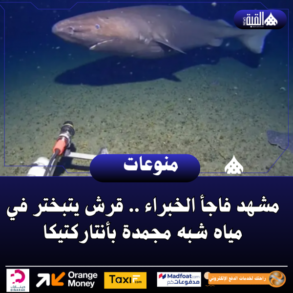 مشهد فاجأ الخبراء .. قرش يتبختر في مياه شبه مجمدة بأنتاركتيكا