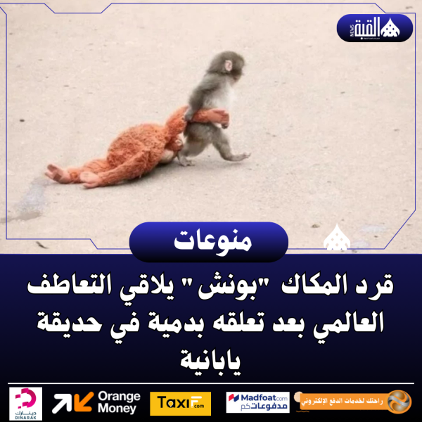قرد المكاك بونش يلاقي التعاطف العالمي بعد تعلقه بدمية في حديقة يابانية
