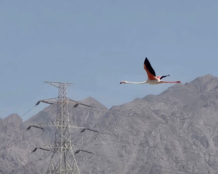 مشهد نادر في سماء العقبة.. طائر الفلامينغو المهاجر يزين صباح الجمعة بألوانه الوردية