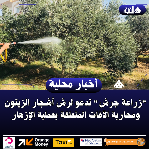 زراعة جرش تدعو لرش أشجار الزيتون ومحاربة الآفات المتعلقة بعملية الإزهار