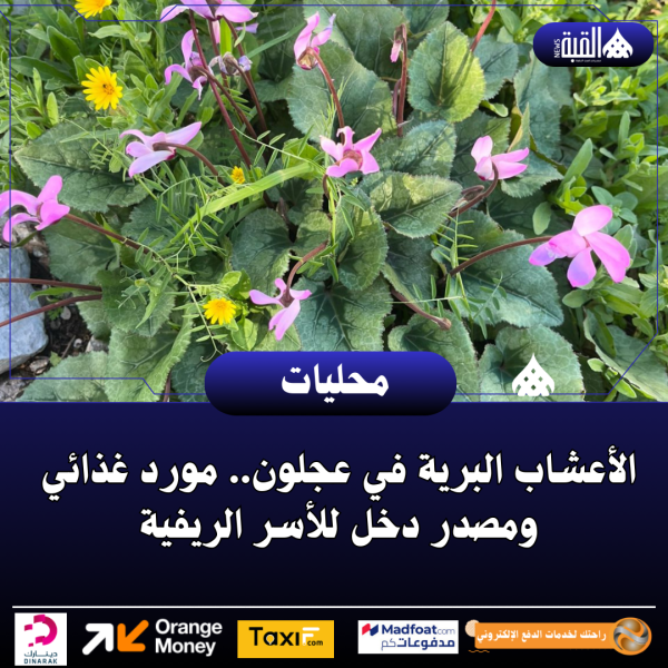 الأعشاب البرية في عجلون.. مورد غذائي ومصدر دخل للأسر الريفية