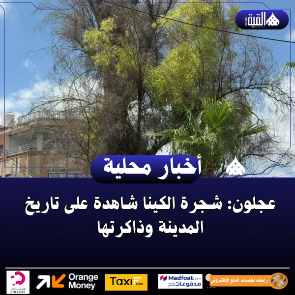 عجلون: شجرة الكينا شاهدة على تاريخ المدينة وذاكرتها