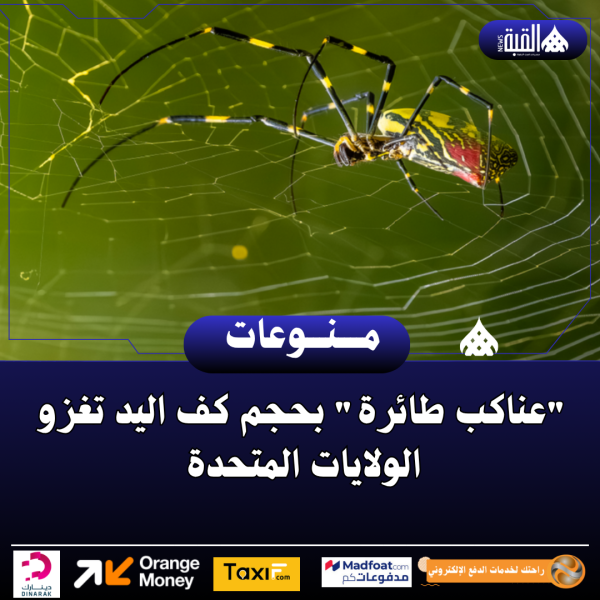 عناكب طائرة بحجم كف اليد تغزو الولايات المتحدة
