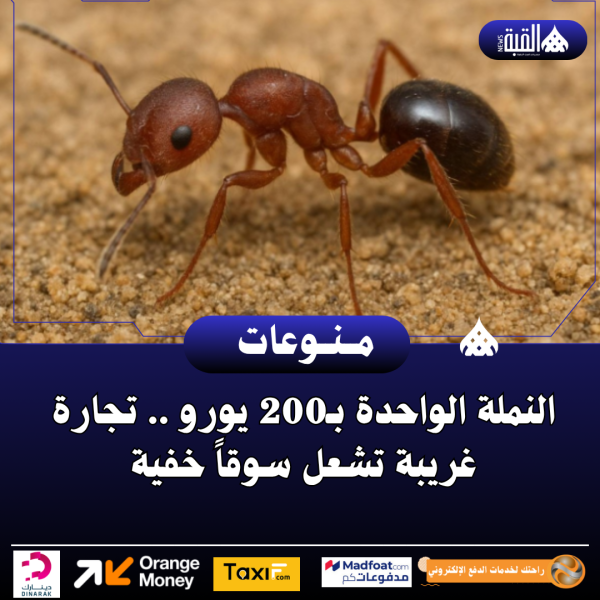 النملة الواحدة بـ200 يورو .. تجارة غريبة تشعل سوقاً خفية