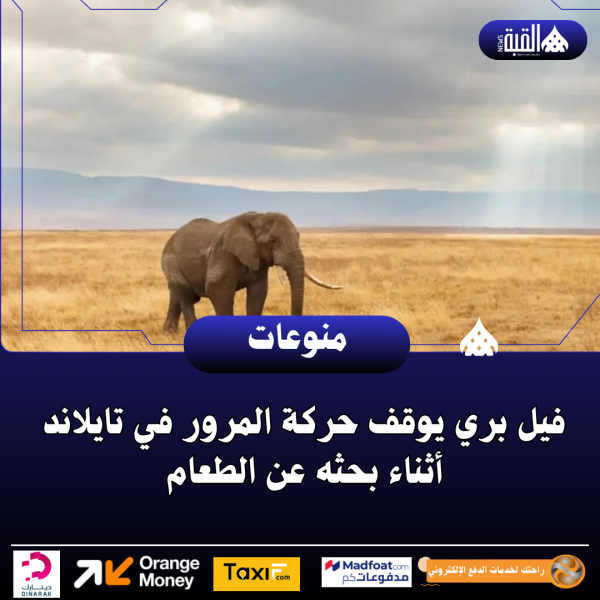 فيل بري يوقف حركة المرور في تايلاند أثناء بحثه عن الطعام