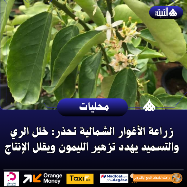 زراعة الأغوار الشمالية تحذر: خلل الري والتسميد يهدد تزهير الليمون ويقلل الإنتاج