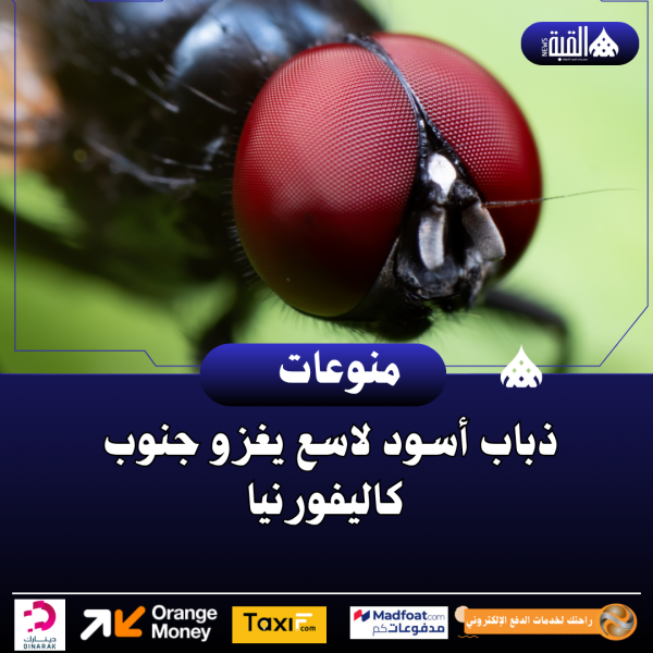 ذباب أسود لاسع يغزو جنوب كاليفورنيا