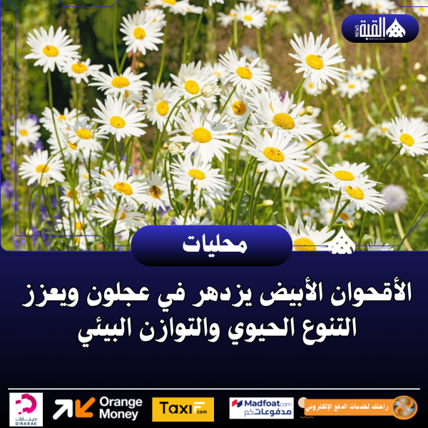 الأقحوان الأبيض يزدهر في عجلون ويعزز التنوع الحيوي والتوازن البيئي