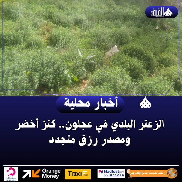 الزعتر البلدي في عجلون.. كنز أخضر ومصدر رزق متجدد
