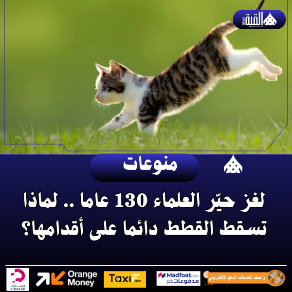 لغز حيّر العلماء 130 عاما .. لماذا تسقط القطط دائما على أقدامها؟