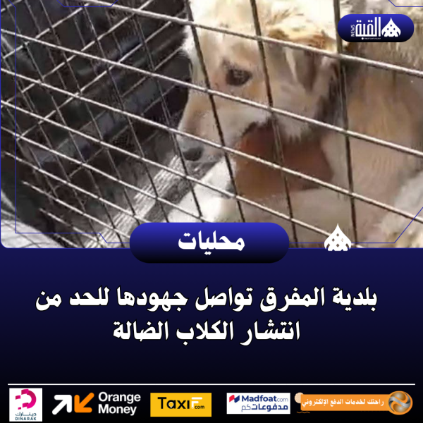 بلدية المفرق تواصل جهودها للحد من انتشار الكلاب الضالة