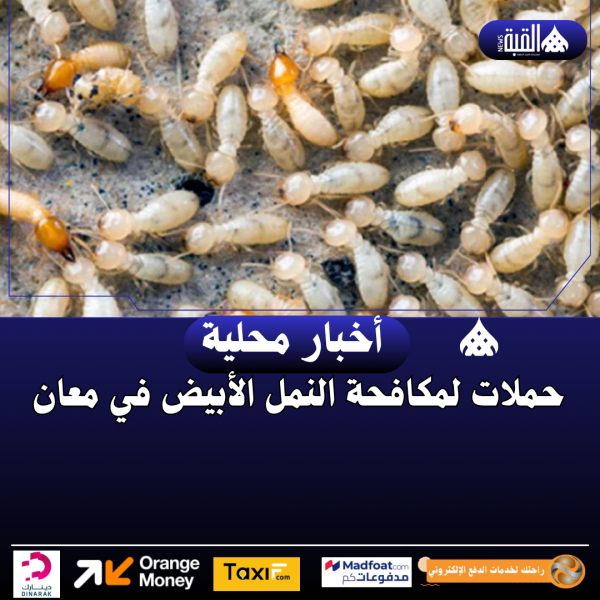 حملات لمكافحة النمل الأبيض في معان