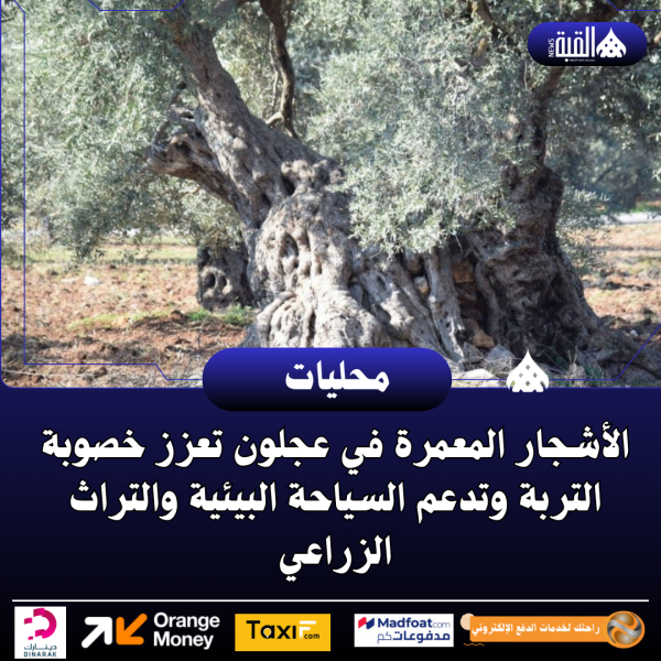 الأشجار المعمرة في عجلون تعزز خصوبة التربة وتدعم السياحة البيئية والتراث الزراعي