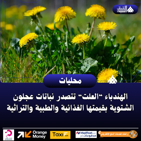 الهندباء “العلت” تتصدر نباتات عجلون الشتوية بقيمتها الغذائية والطبية والتراثية
