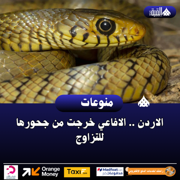 الاردن .. الافاعي خرجت من جحورها للتزاوج