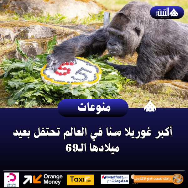 أكبر غوريلا سنا في العالم تحتفل بعيد ميلادها الـ69