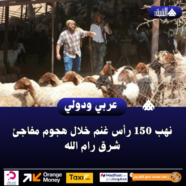 نهب 150 رأس غنم خلال هجوم مفاجئ شرق رام الله